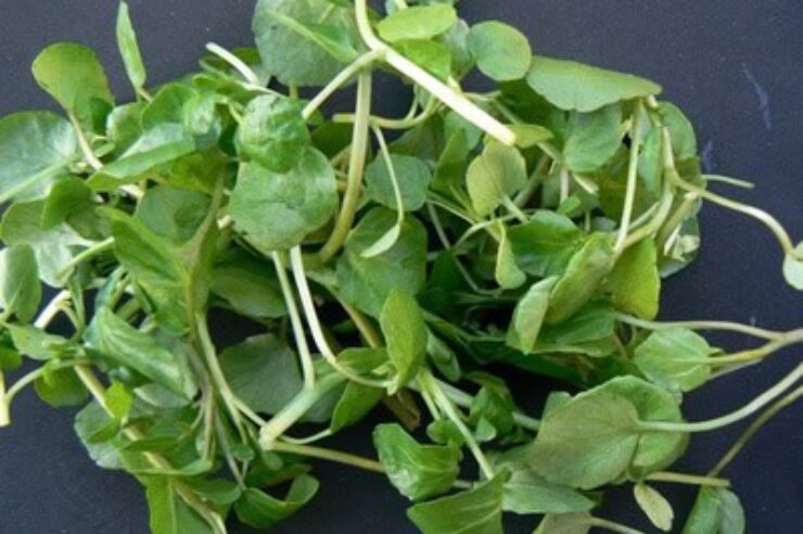 Image for Watercress Factsheet