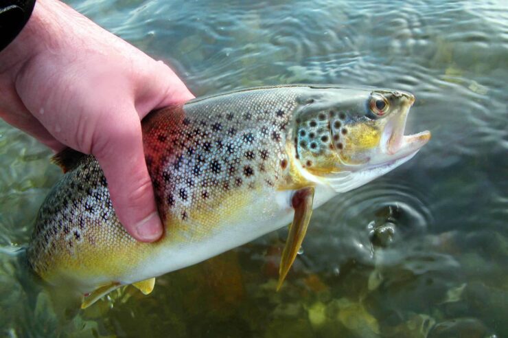 Image for Record numbers of salmon and sea trout in English rivers