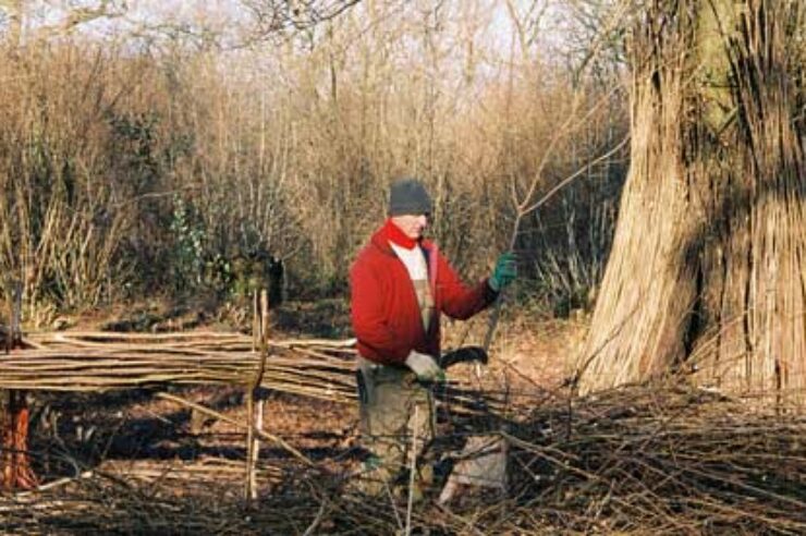 Image for Gardeners urged to support woodlands by buying British beanpoles