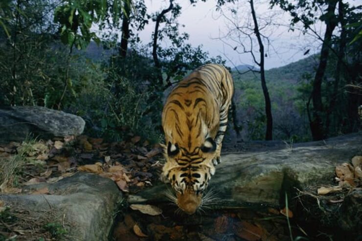 Image for Tiger numbers recovering in India