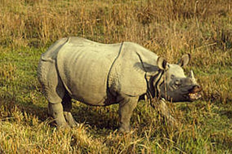 Image for Collective conservation efforts boost rhino population in Nepal