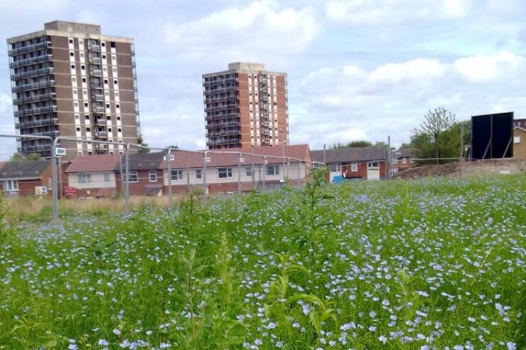 Image for Flax growing returns to Manchester