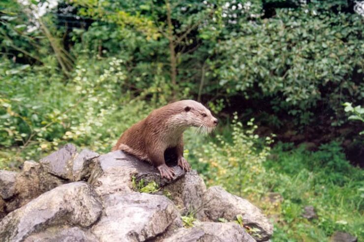 Image for Otters make a comeback across England