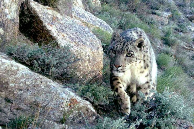 Image for New snow leopard population discovered in Afghanistan