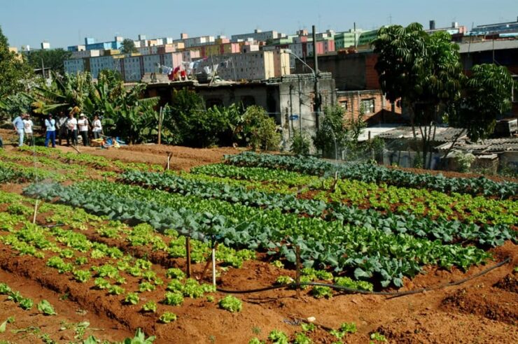 Image for Urban agriculture in Brazil’s favelas