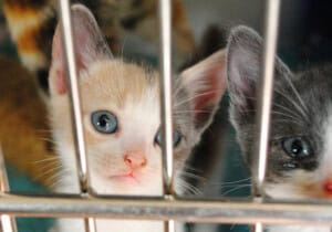 kittens-lr