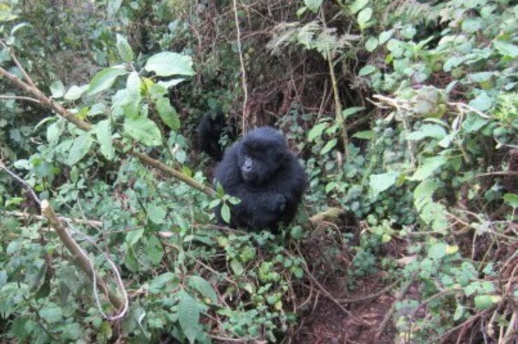 Image for Young gorillas destroy poachers’ traps