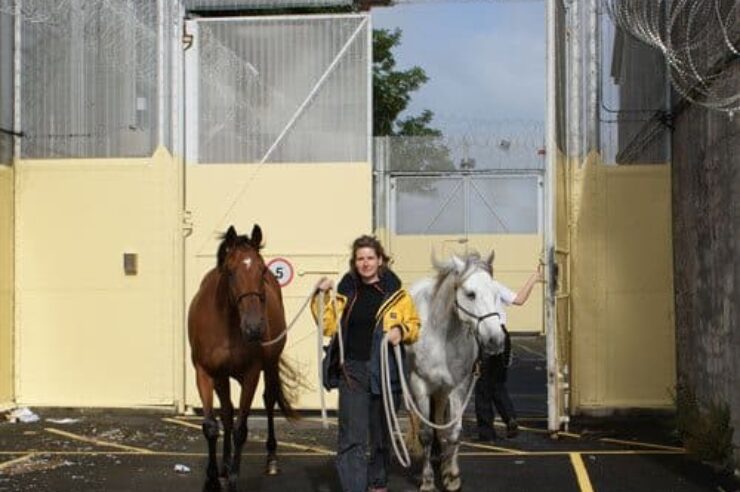 Image for Horses help prisoners to heal