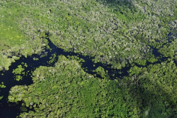 Image for Amazon deforestation rate at record low