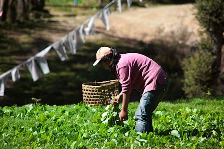 Image for Bhutan to become self sufficient in vegetables