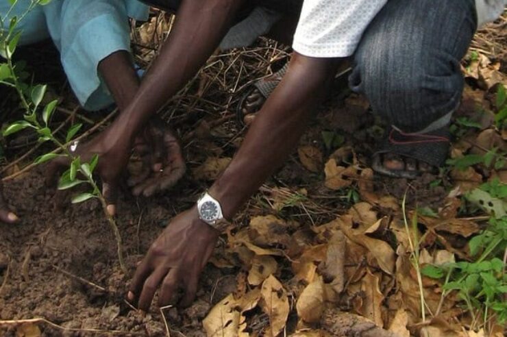 Image for Great Green Wall to halt desertification in Africa