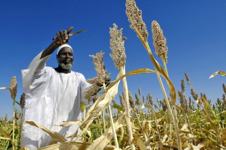 Image for Celebrated chefs support World Food Day