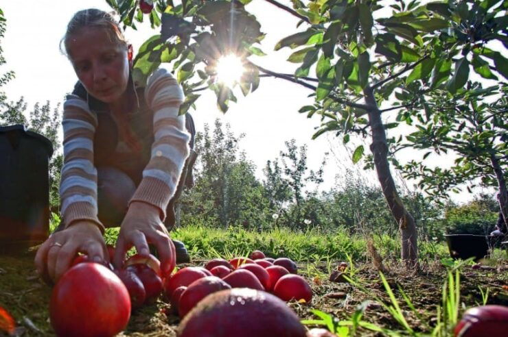 Image for Homemade cider makes a comeback