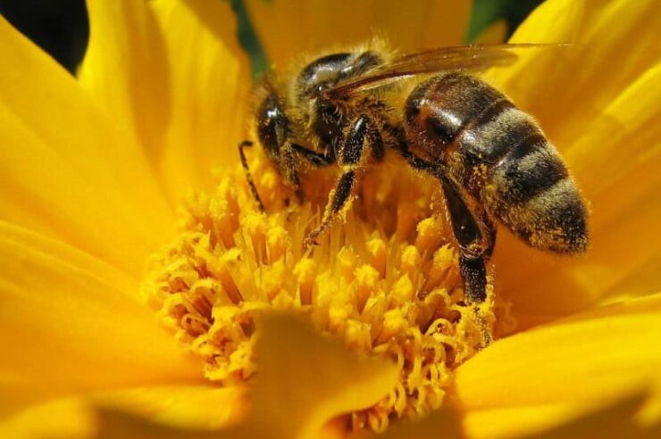 Image for EC proposes pesticide ban to protect honeybees