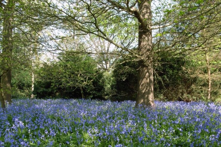 Image for England’s forests to be saved, not sold