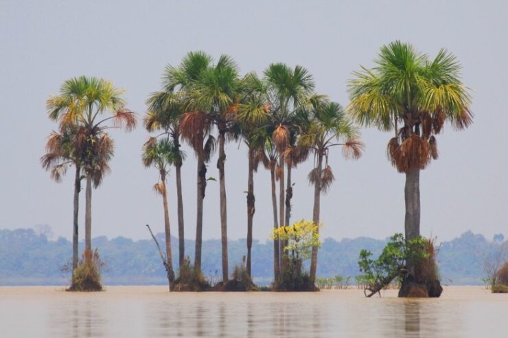 Image for World’s largest protected wetland area established in Bolivia