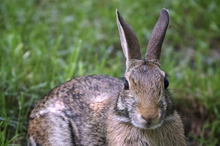 Image for EU bans import and sale of cosmetics tested on animals