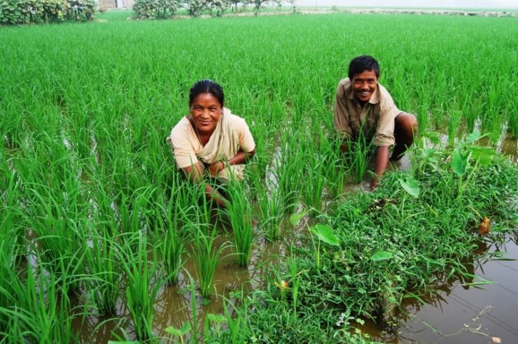 Image for ‘Blue-green’ revolution could boost food security in Bangladesh