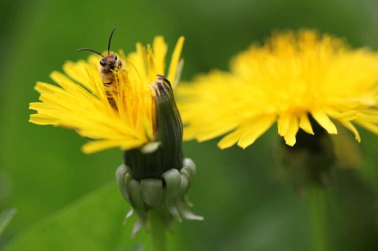 Image for Pesticides ban is a triumph for people power, and Europe