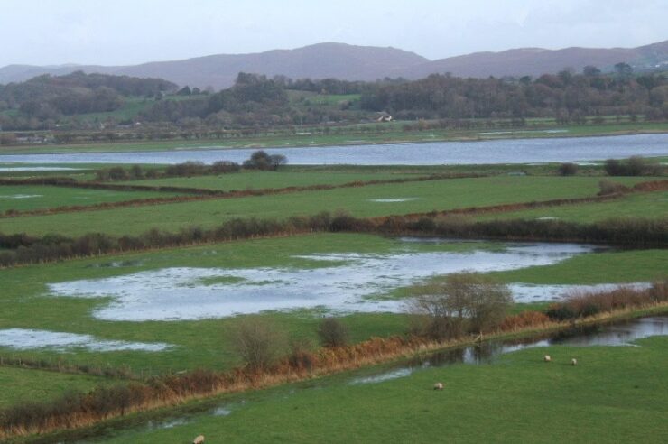 Image for New grass variety could cut flooding risk by half