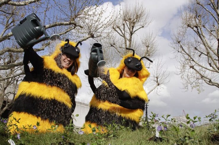 Image for Pollinator Strategy stings government into action over declining bee population