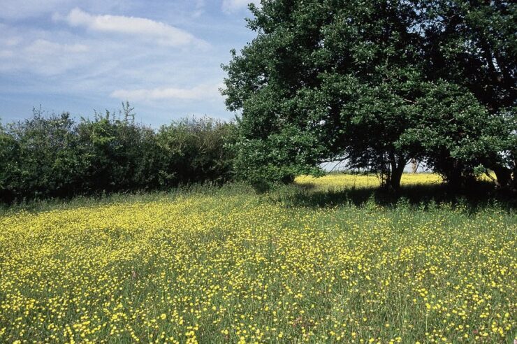 Image for Wild meadows to be safeguarded in every county