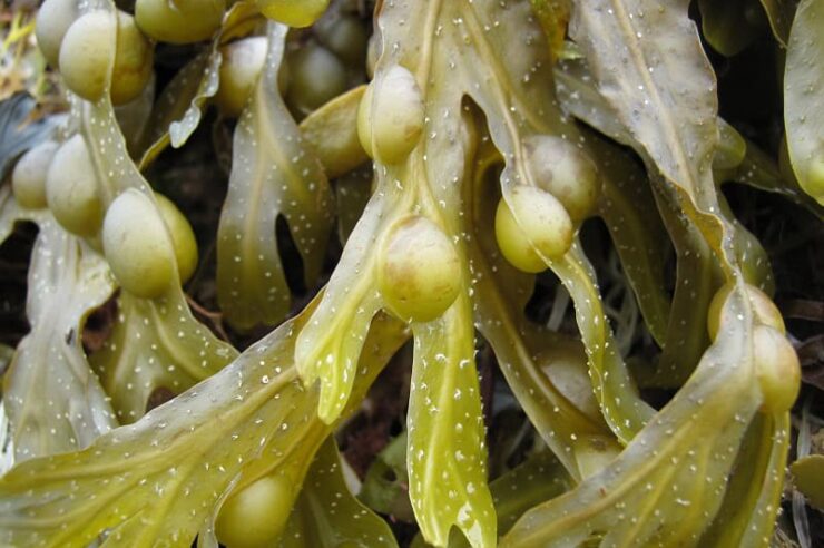 Image for First industrial-sized seaweed biofuel plant recycles CO2 while bypassing crop concerns