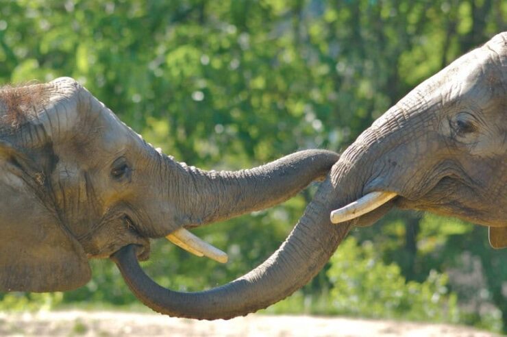 Image for Governments commit to stamp out illegal ivory trade