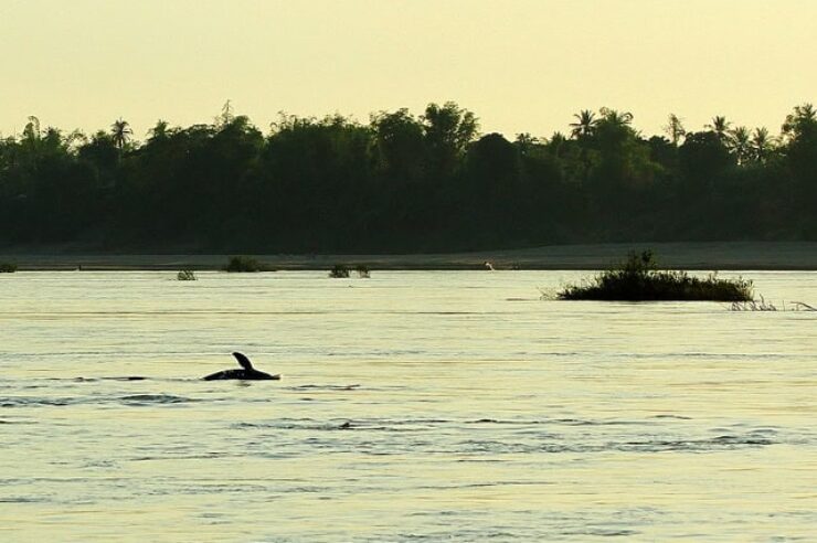 Image for Pilgrimage to the Mekong River dolphin