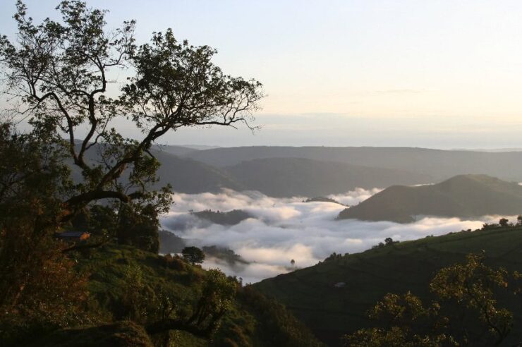 Image for Conservationists celebrate as oil company vows to leave Africa’s oldest national park