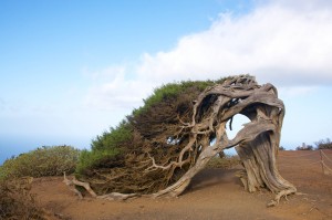 El Sabinar - grove of windswept Juniper trees