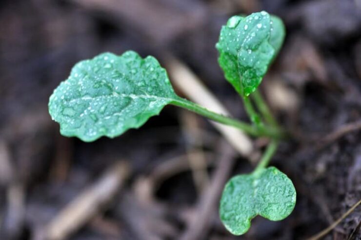 Image for Broccoli drink helps body fight air pollutants