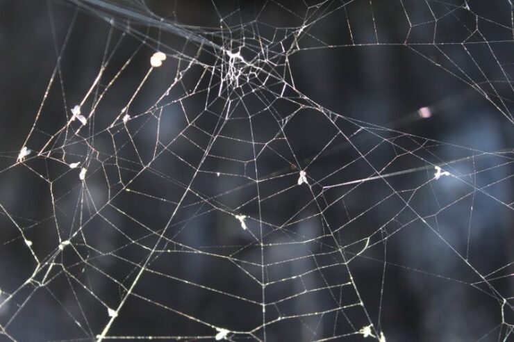 Image for Living beyond the illusion of separation
