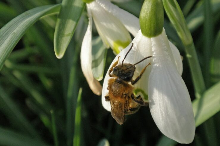 Image for Spider venom pesticide offers hope for bees