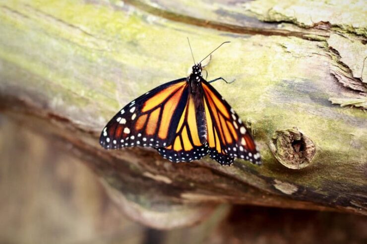 Image for Hope for monarch butterfly after Mexican logging halted