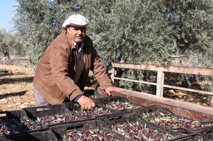 Image for Israeli and Palestinian farmers unite over olive oil