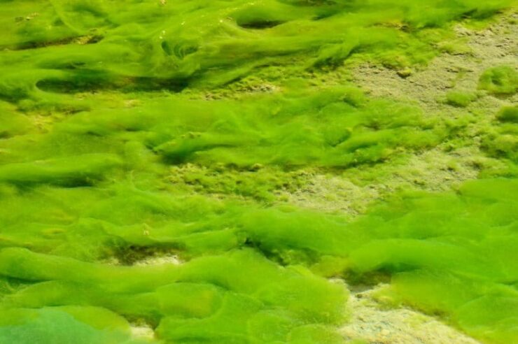 Image for Abandoned mine given environmental algae makeover