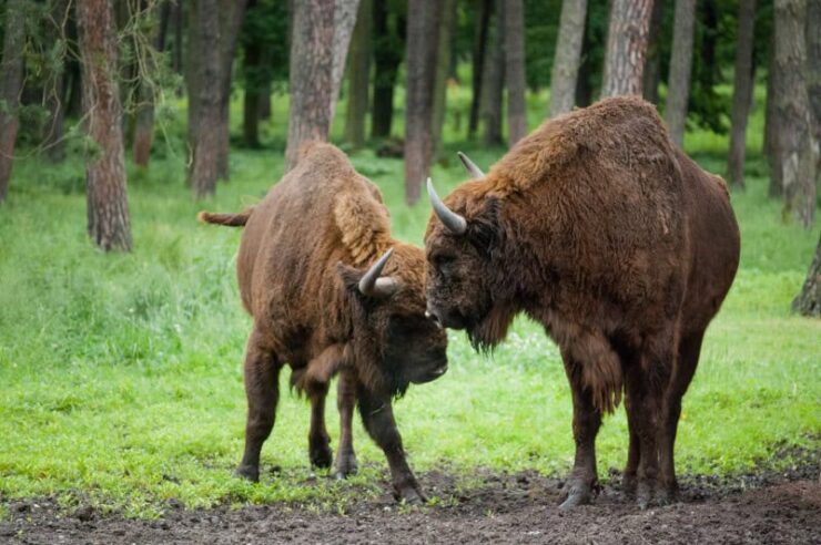 Image for Restoration vs. preservation: the psychology of nature conservation