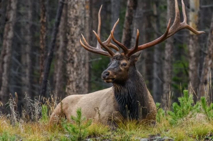 Image for Rewilding project aims to return iconic Scottish estate to its wild roots