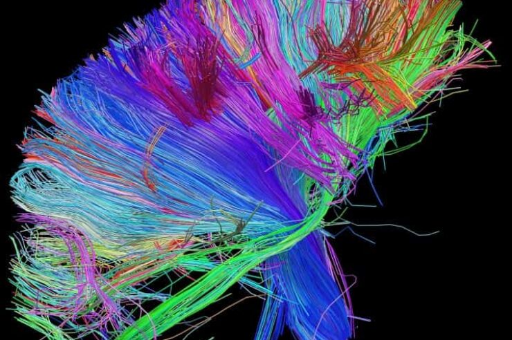 Image for Neuron imaging developments could provide valuable insight into human brain