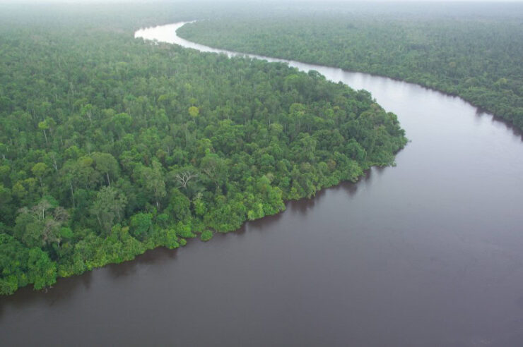 Image for World’s largest paper mill destroys plantations to protect peatlands