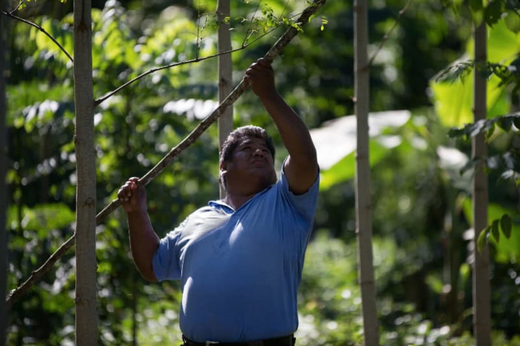 Image for Tackling Amazon deforestation through crowdfunding