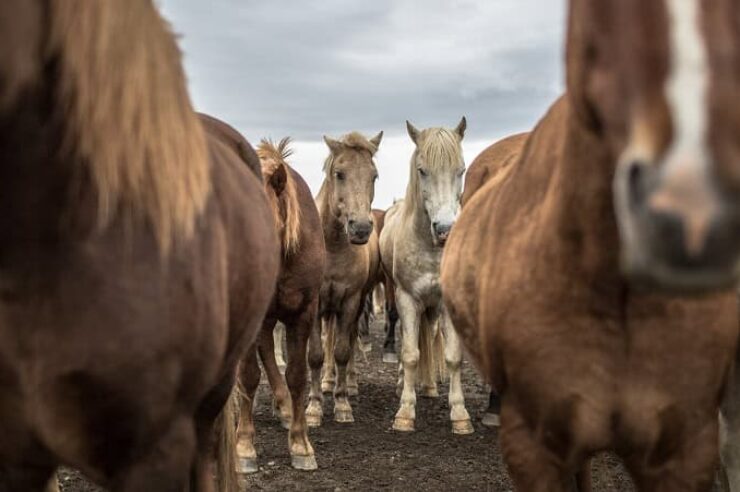 Image for Through my lens: Icelandic horses