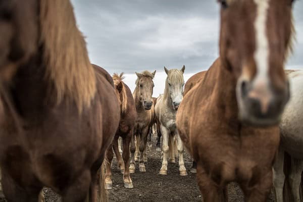 Icelandic Horses group together to shelter from the wind on near Gulfoss Iceland.