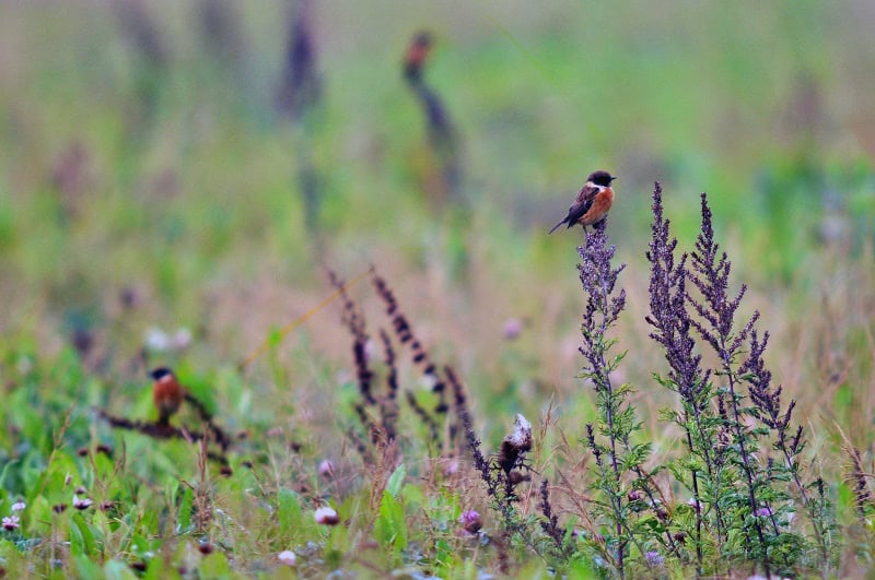 A stonechat on flowers at Village Farm in Devon. Photo by Village Farm