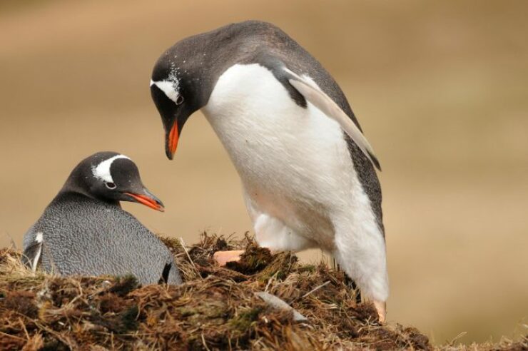 Image for Atlantic drilling ban a ‘win’ for climate