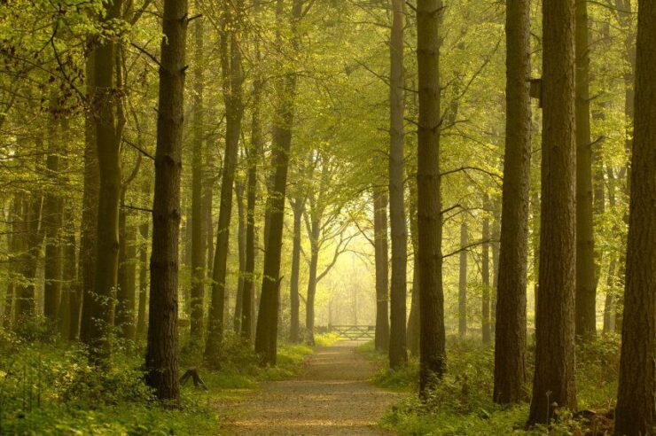 Image for Into the woods on the National Forest Way