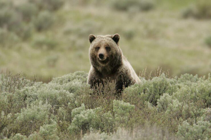 Image for Saving Washington’s grizzly bears