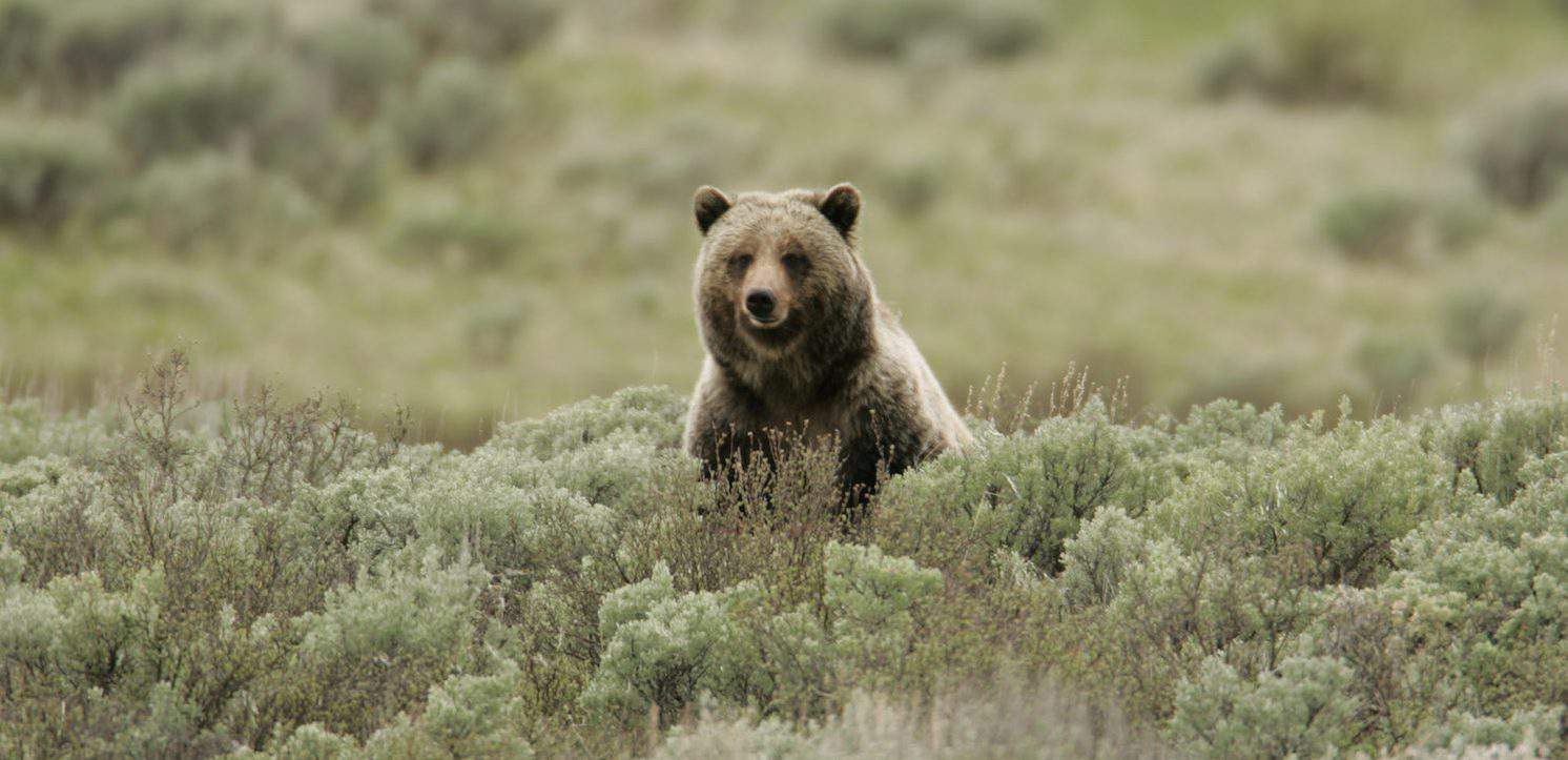 Saving Washington's grizzly bears Positive News