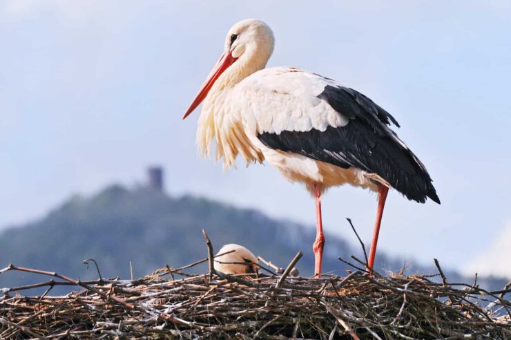 Image for New blood bank to benefit migratory birds